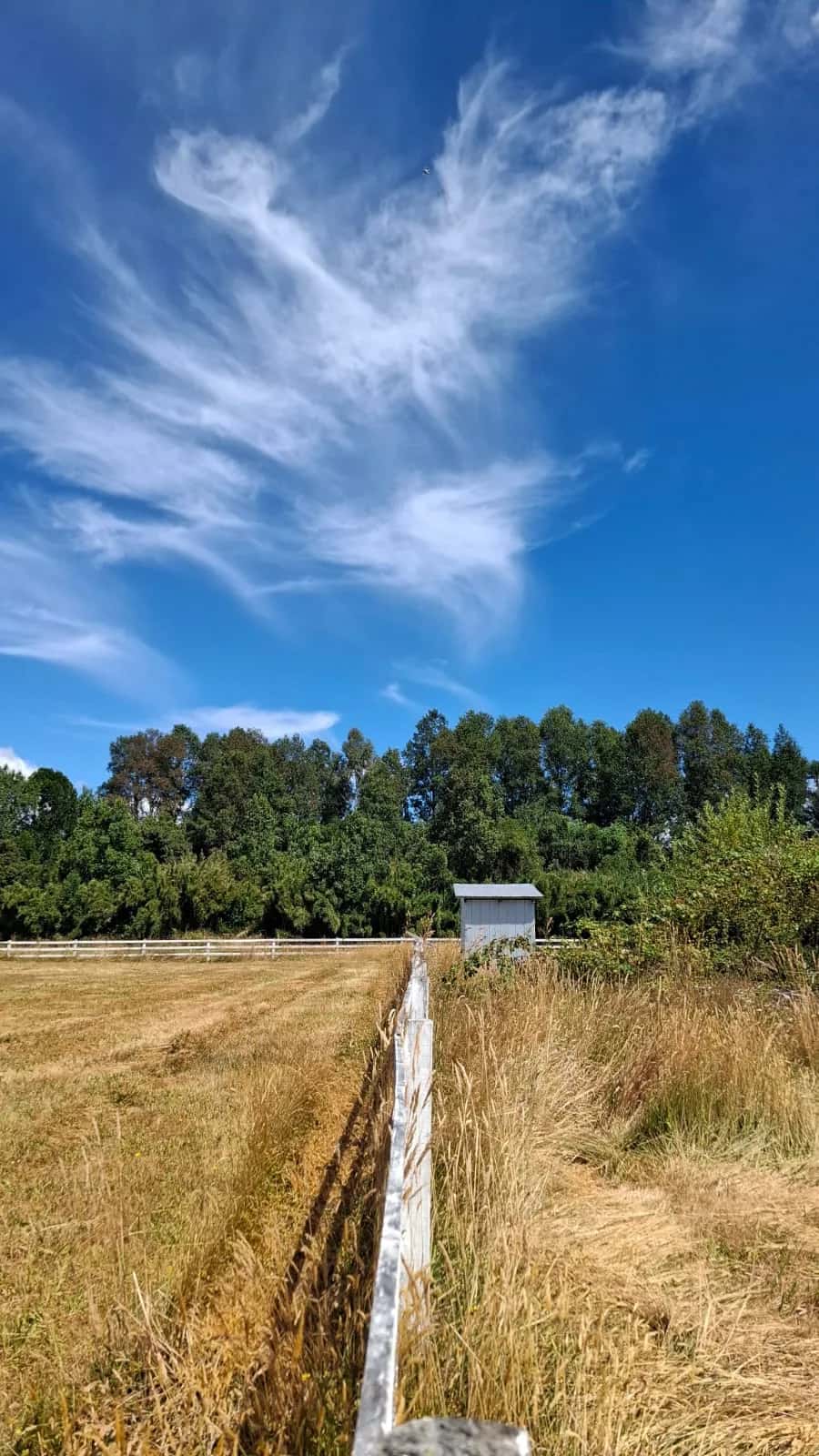 Parcela Panguipulli Ruta T-391 (6.500m²) - imagen 7