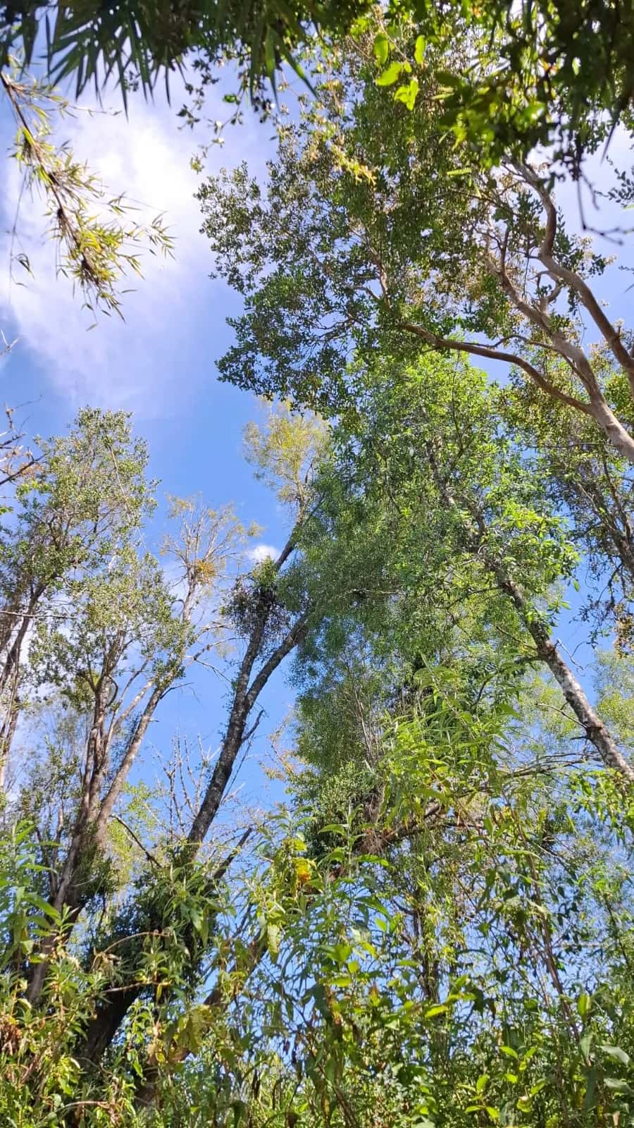 Parcela Bosque & Estero (5.000m²) - imagen 4