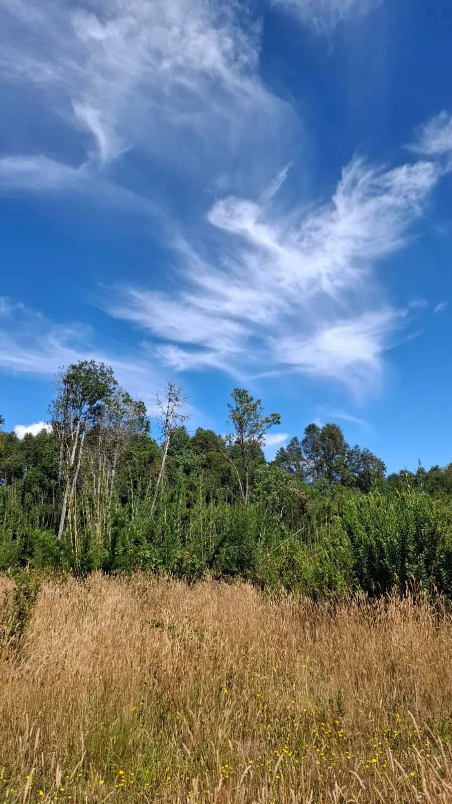 Parcela Bosque & Estero (5.000m²) - imagen 9