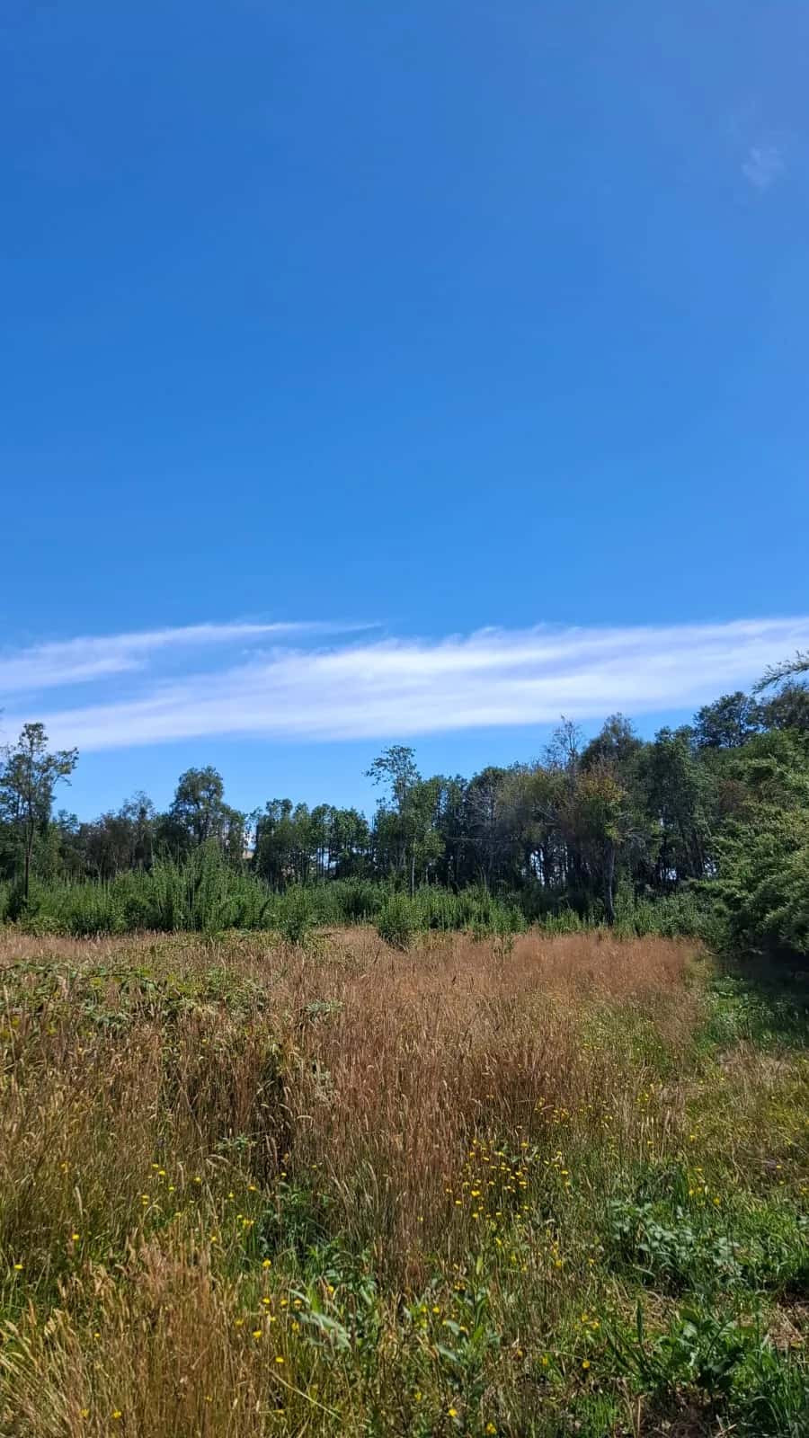 Parcela Bosque & Estero (5.000m²) - imagen 7