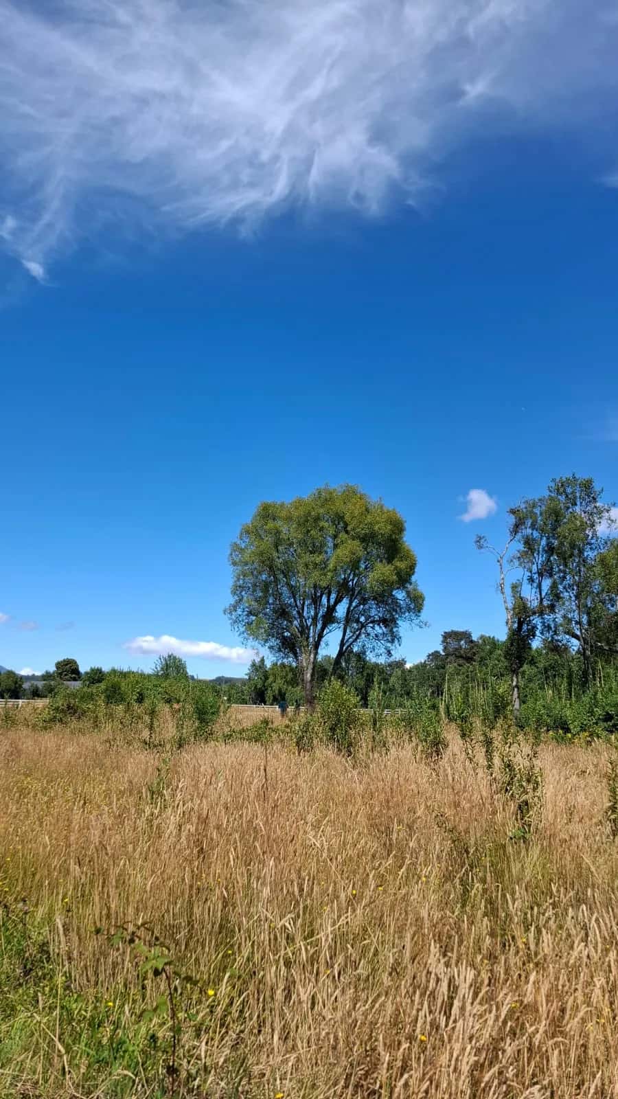 Parcela Bosque & Estero (5.000m²) - imagen 5